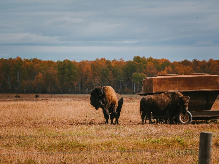 a field with brown grass with bison in the background and trees and clouds in the background