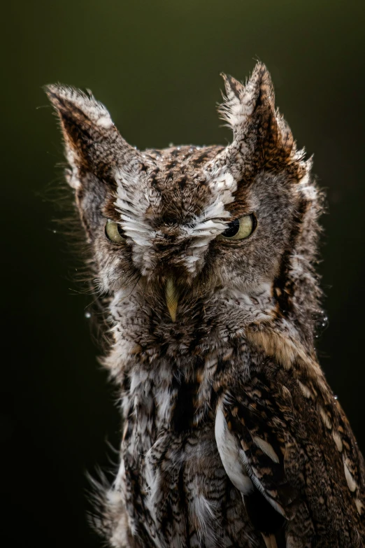 a large bird with yellow eyes looking off to the side