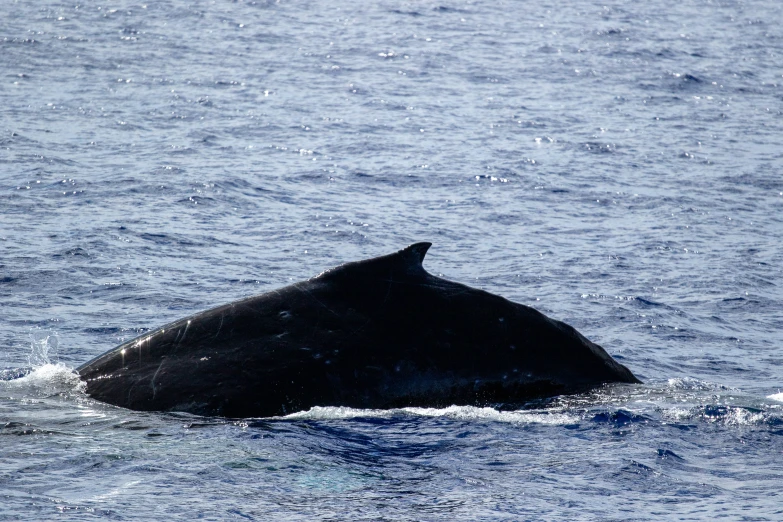 a large humpback whale is out in the ocean
