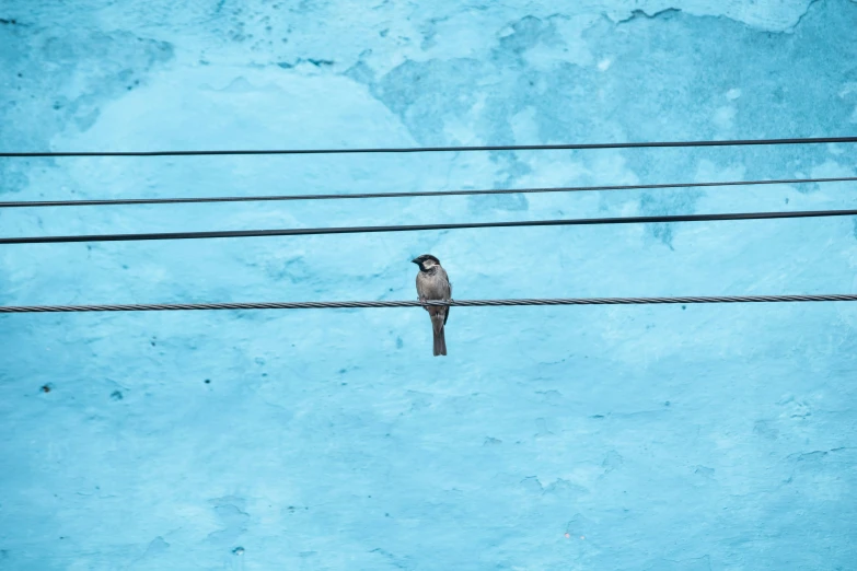 a bird perched on the wire behind its ear