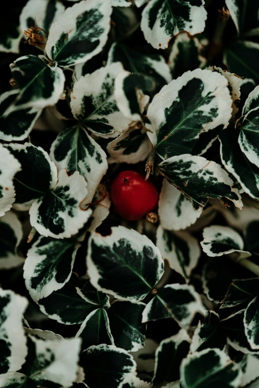 a single red ball nestled in green leaves