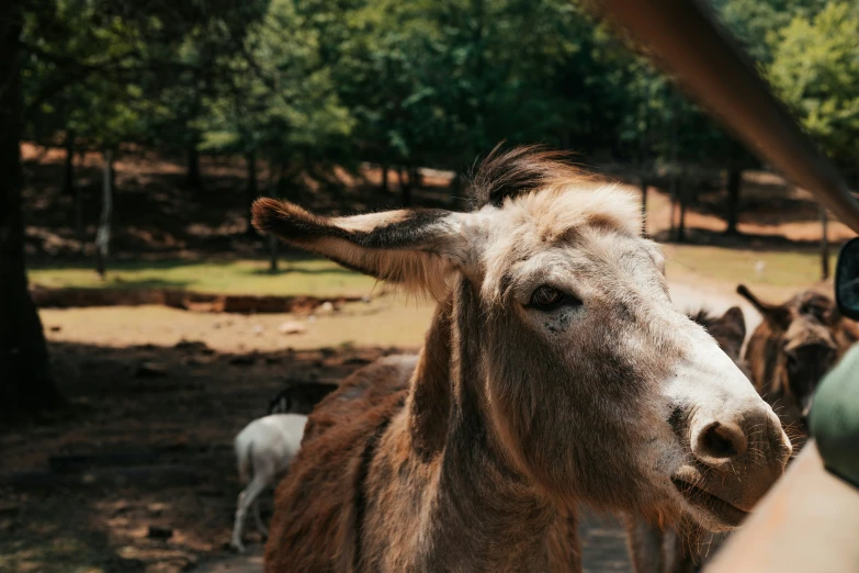 the donkey is looking to be petted by people