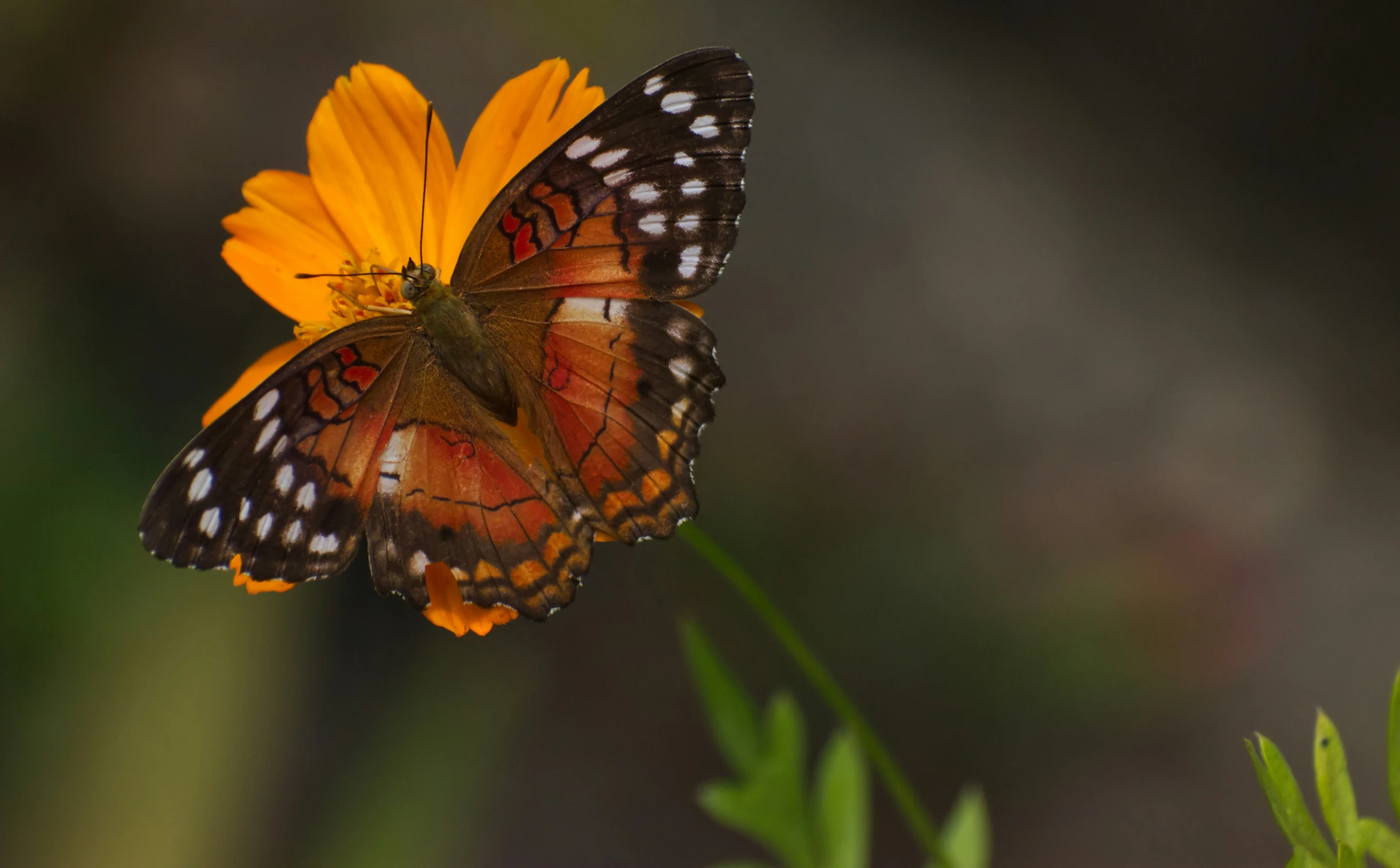 a erfly sitting on top of a yellow flower