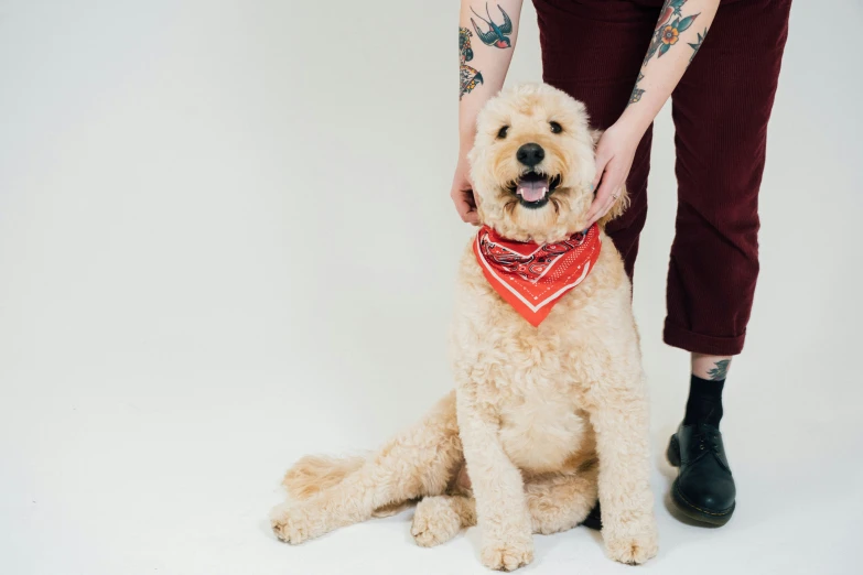 a person petting a brown dog in a room