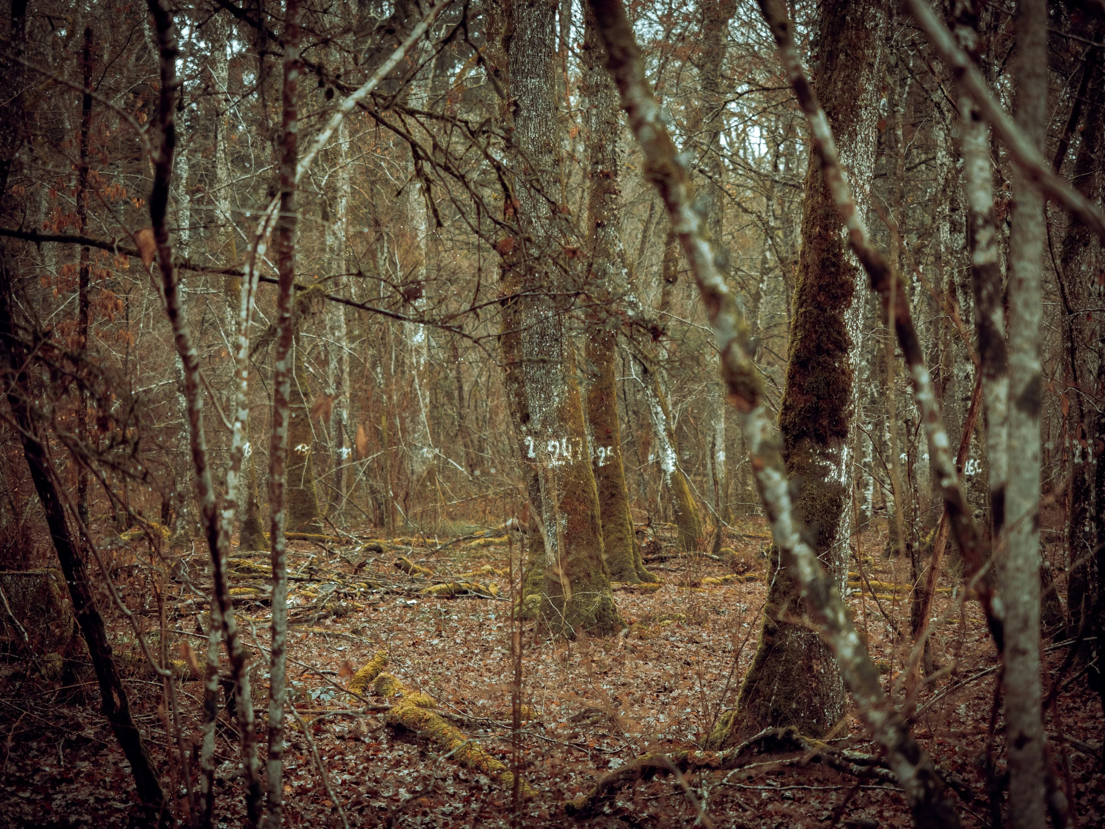 a view into the woods with dead leaves