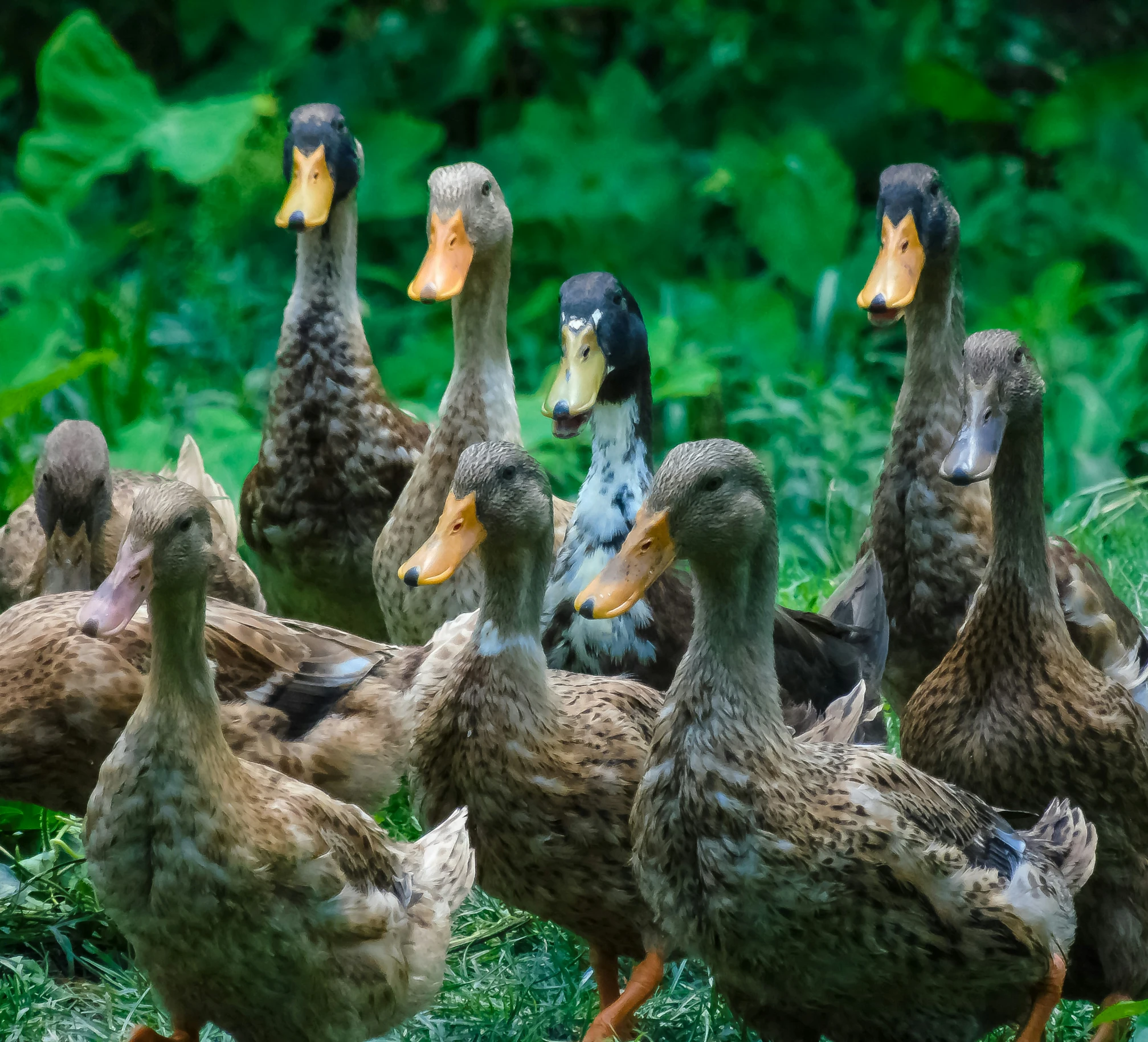 a bunch of ducks are standing around together