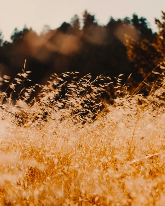 a blurry po of tall grass in the sun