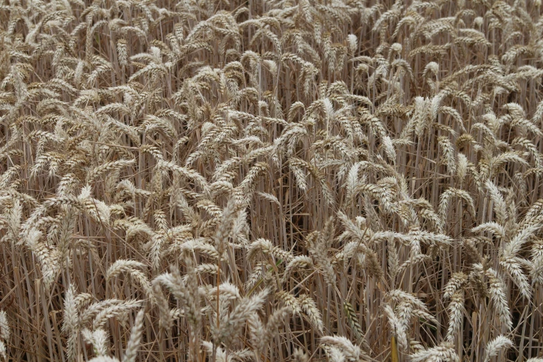 large bunch of wild straw plant in natural field