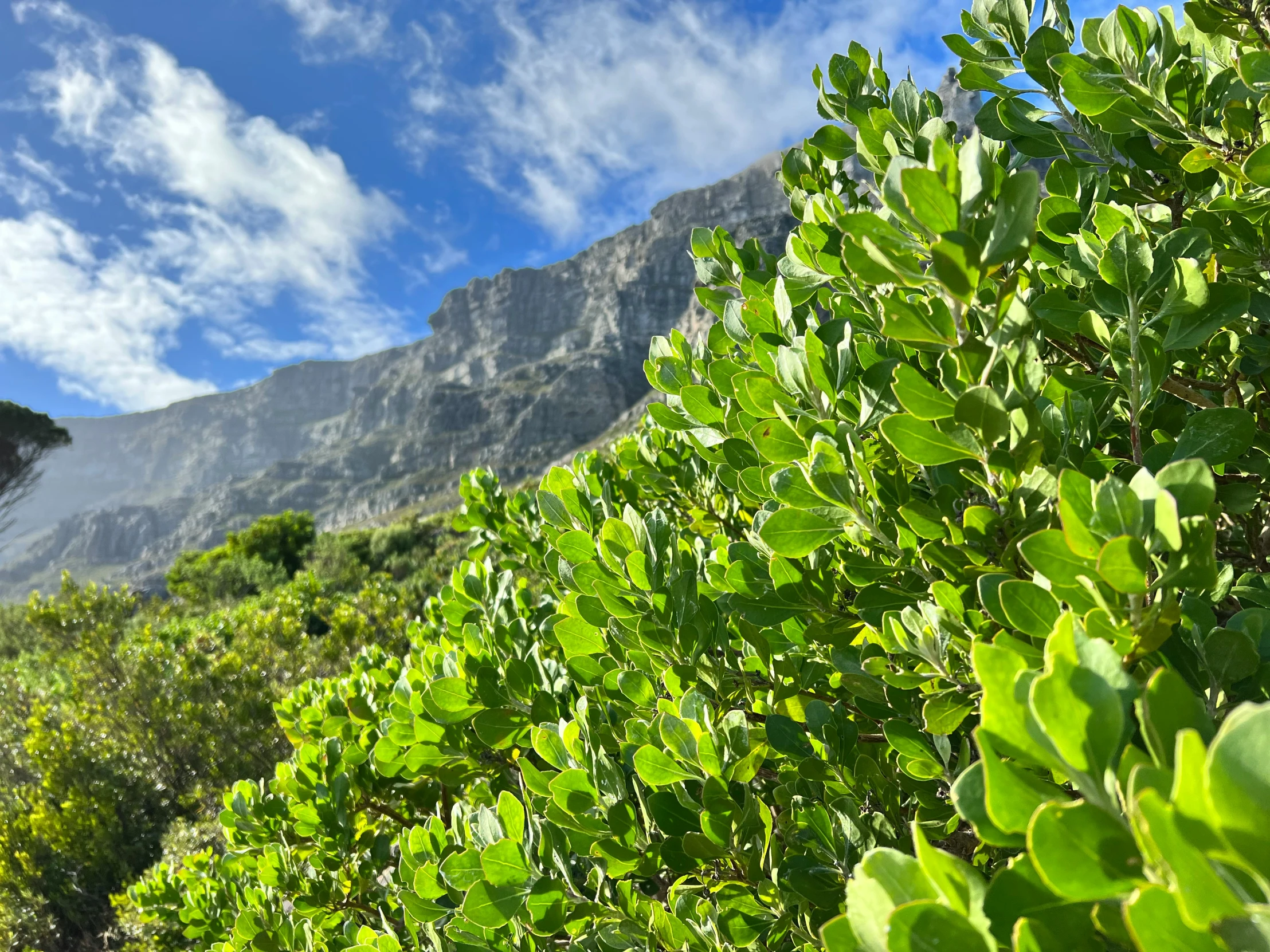 there is some bushes and mountains in the distance