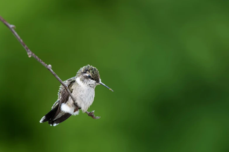 a small bird is perched on a twig