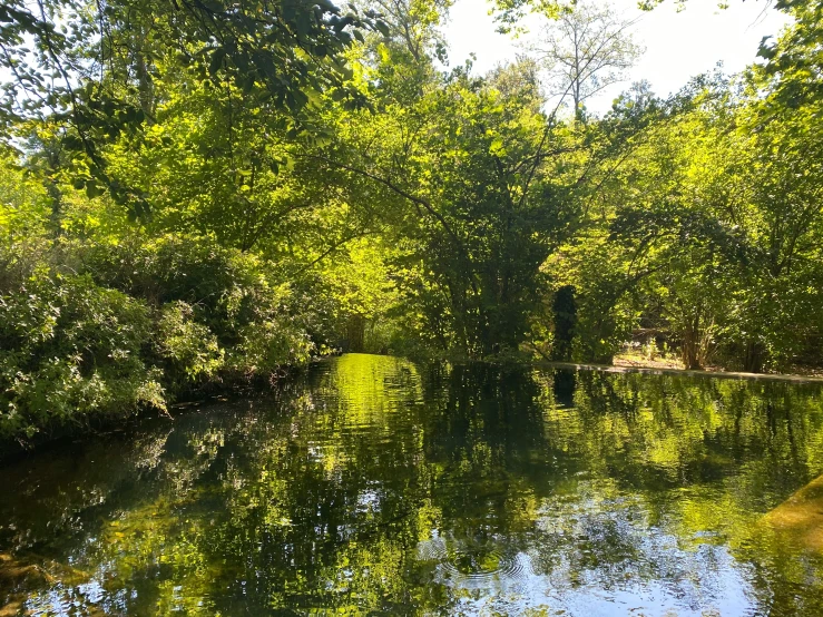the woods and water of the creek can be seen in full shade