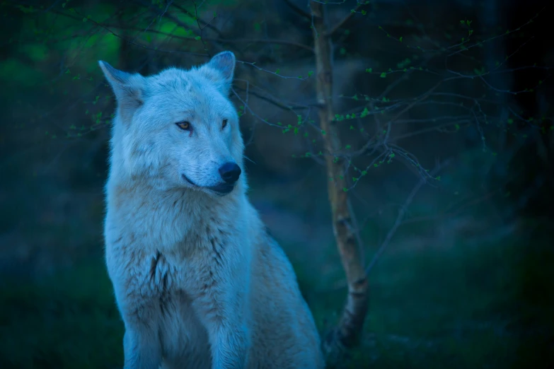 a wolf sitting in the woods looking at the camera