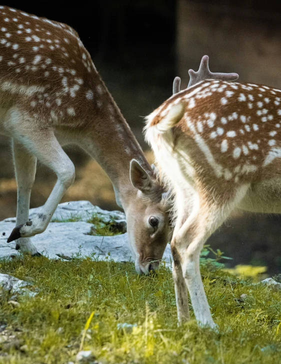 two deer stand in the grass near each other