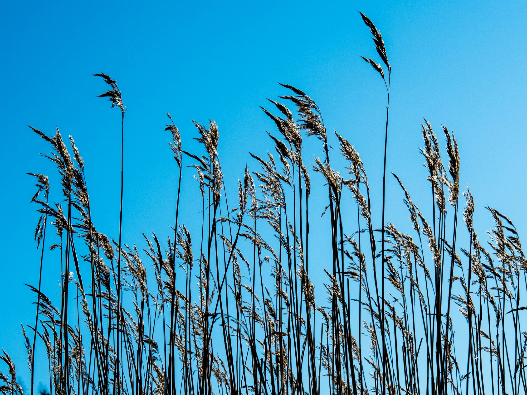 large stems with long, thin tops on a clear day