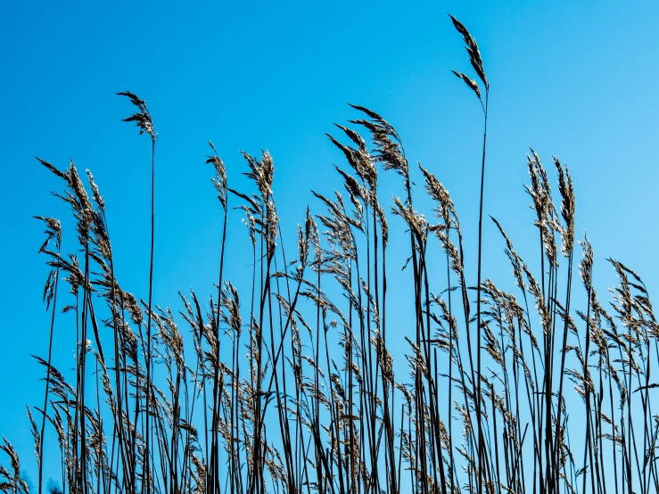 large stems with long, thin tops on a clear day