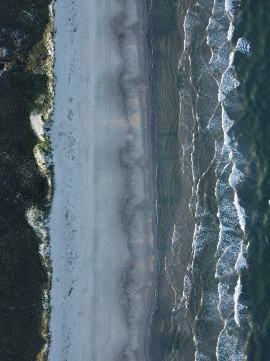 a group of animals standing on top of a beach