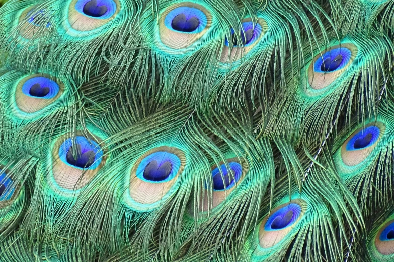 a colorful peacock's feathers are all on display
