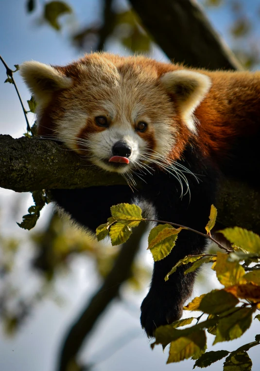 a red panda is sleeping in the tree