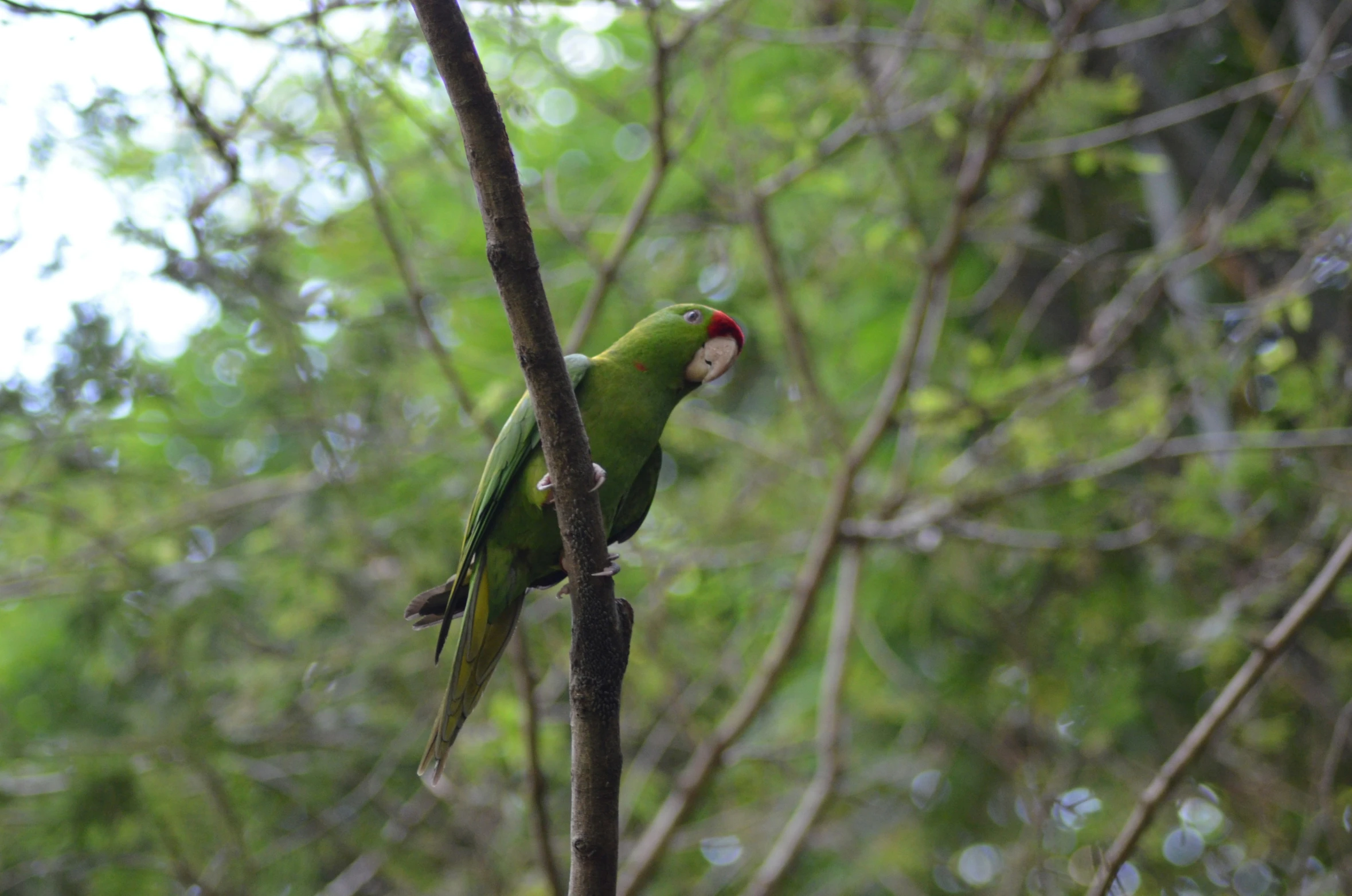 a small green parrot perched on top of a tree nch