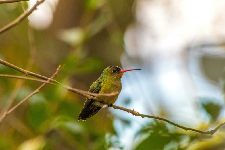 a hummingbird sits on a tree limb looking for food