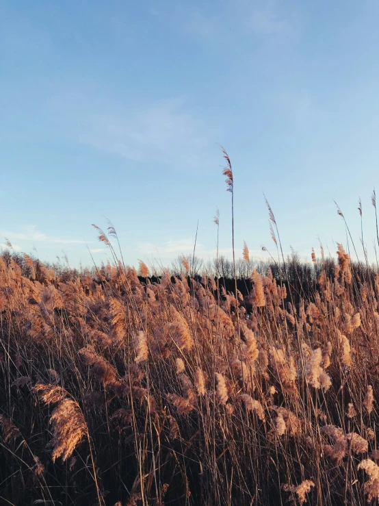 tall brown grass growing up the side of a hill