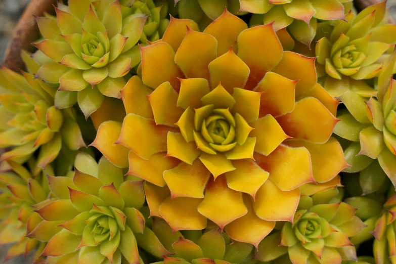 a close - up po of small orange flowers