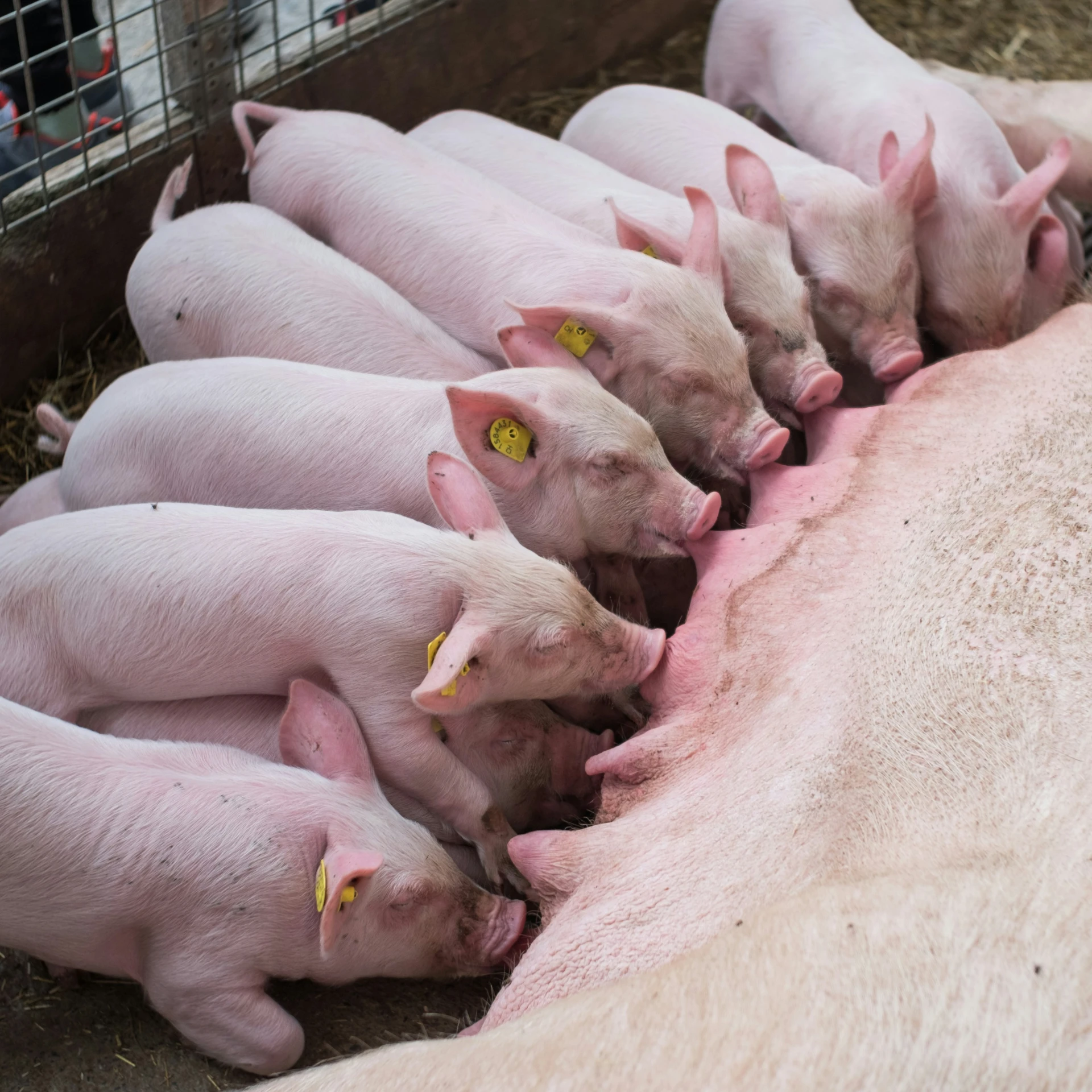 five pink pigs laying next to each other in a pen