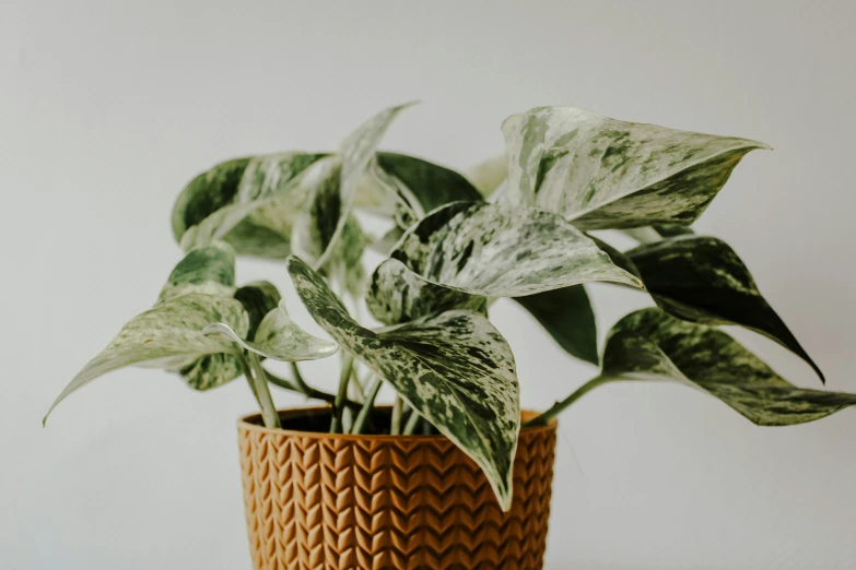 the plant is growing from the brown plastic pot