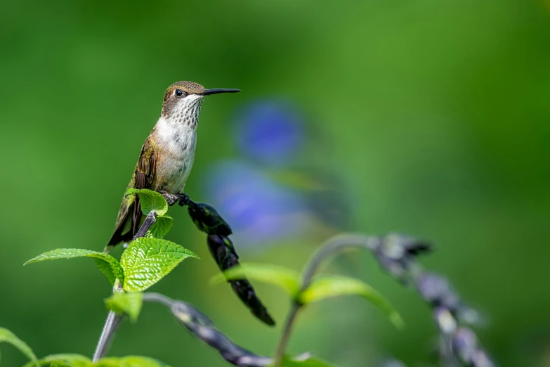 a small bird is standing on a nch