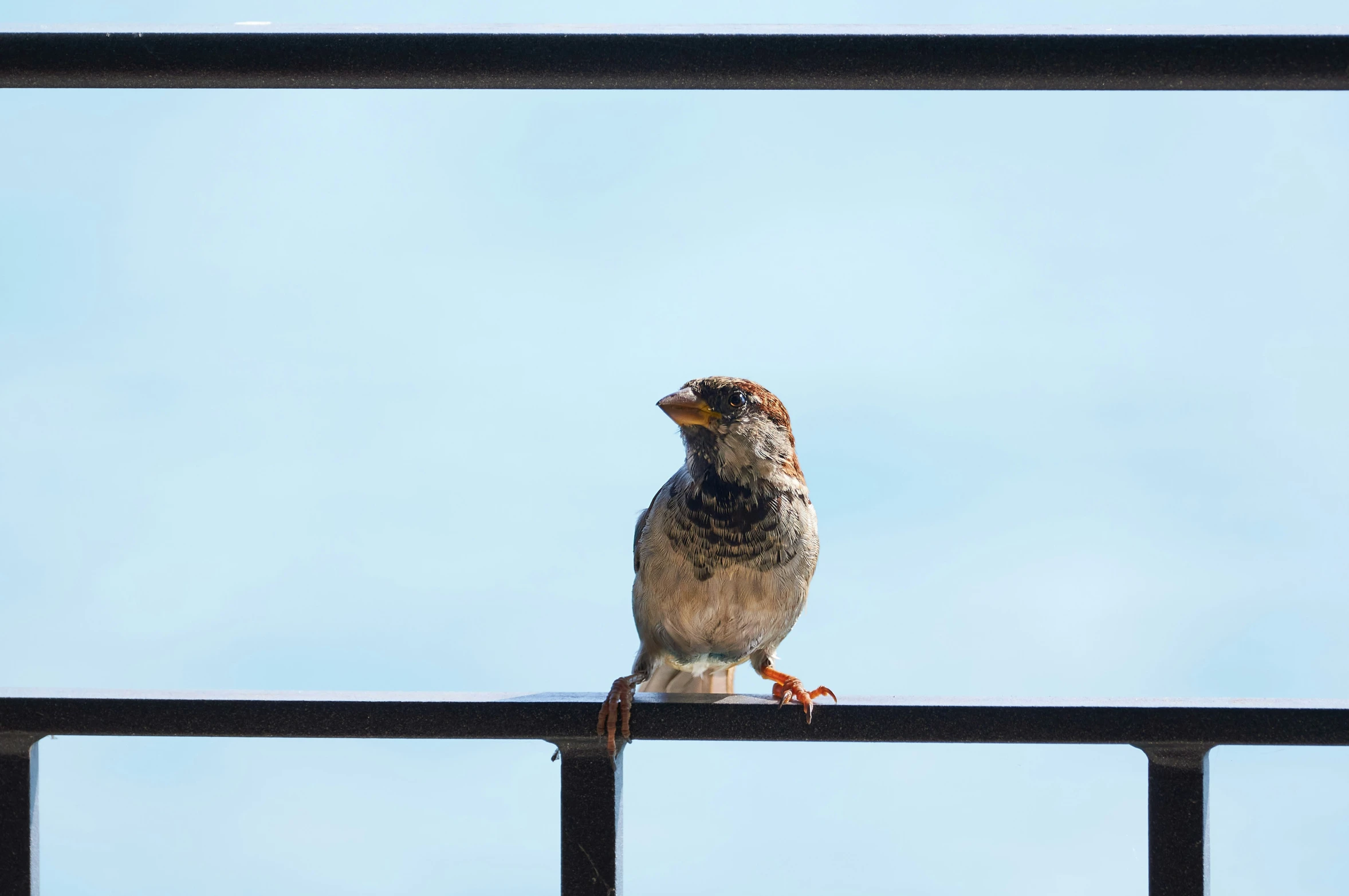 a bird sitting on top of a metal fence