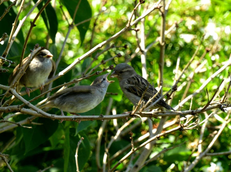 birds sit on a nch in the sunshine