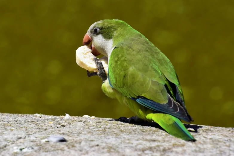 a small green bird holding a piece of food