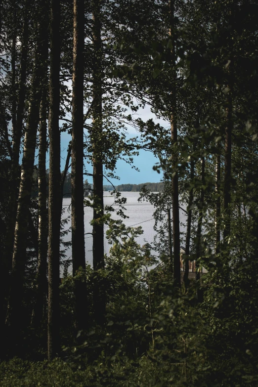 the view of trees on the side of a lake through the woods