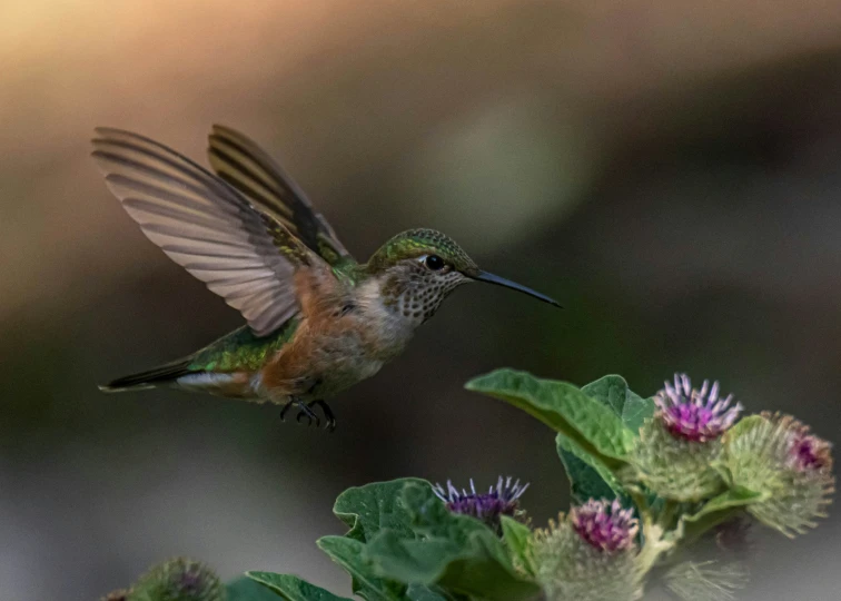 a bird in mid flight above a purple flower