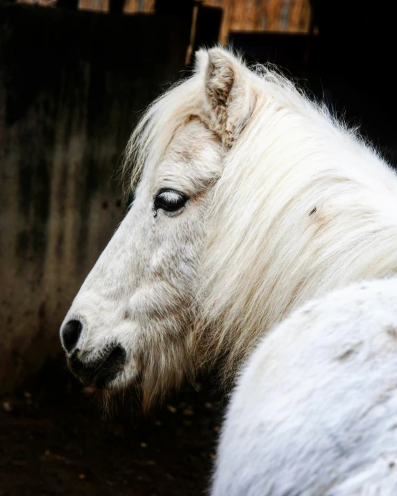 a white horse stands near a wall with its eyes open