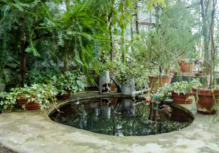 a pond with many plants surrounding it