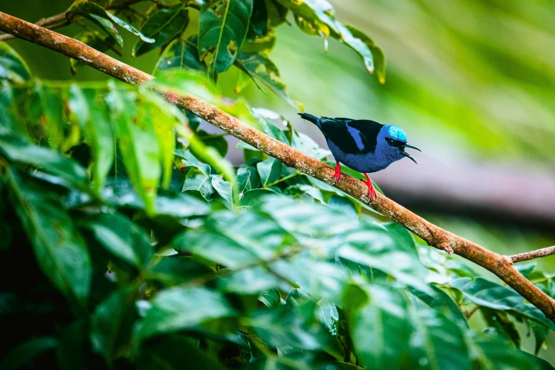 a small blue and black bird is perched on a nch