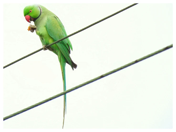 a green parrot sitting on top of a wire