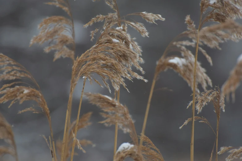 close up of a bunch of dry grass with snow on the ground