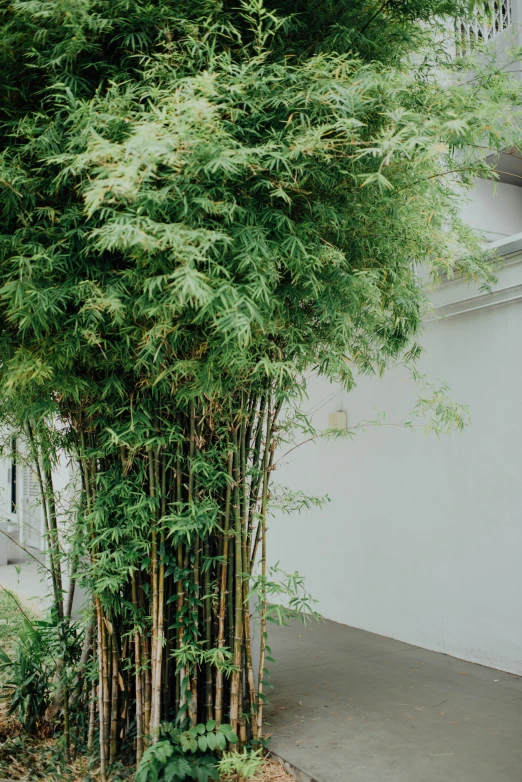 a tall green plant is near some trees