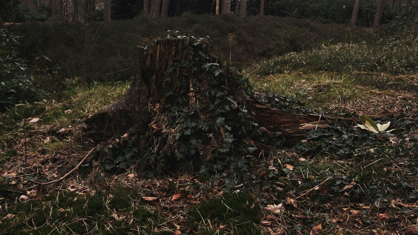 the trees are growing very big and they are covered in leaves