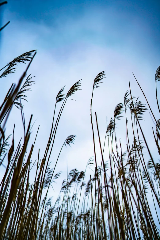 a group of reeds on the blue sky