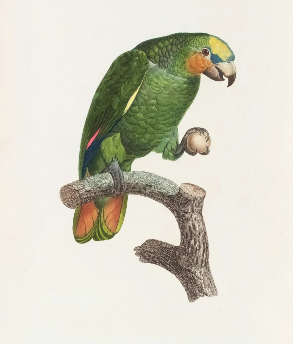 an antique engraving of a colorful parrot sitting on a nch