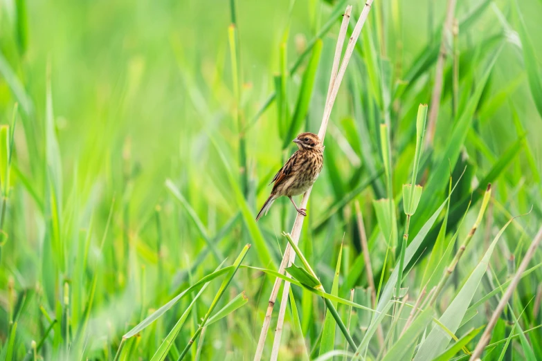 a small bird is standing on some tall grass