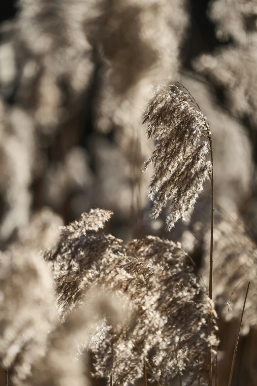 a dried plant sits in the foreground, on an overcast day