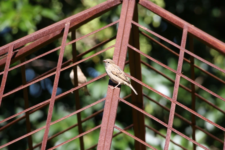 small bird standing in a metal cage looking out