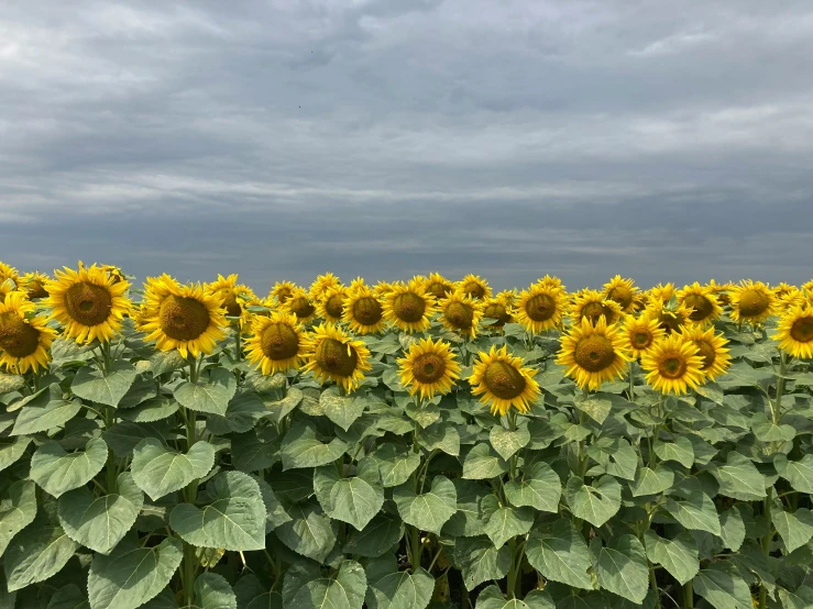 sunflowers and storm clouds on the field on a gloomy day