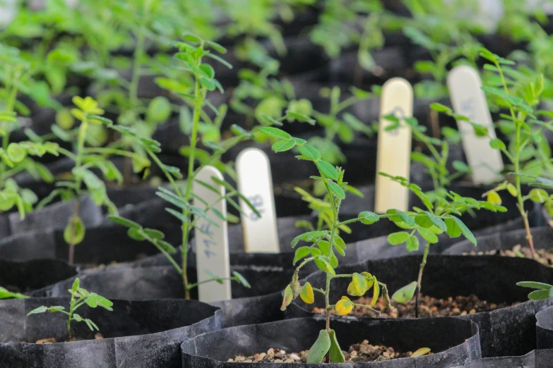 rows of small trees are in black plastic bags