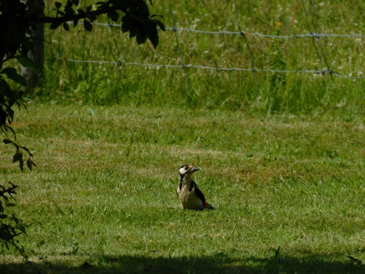 a small bird with its head cocked in the grass