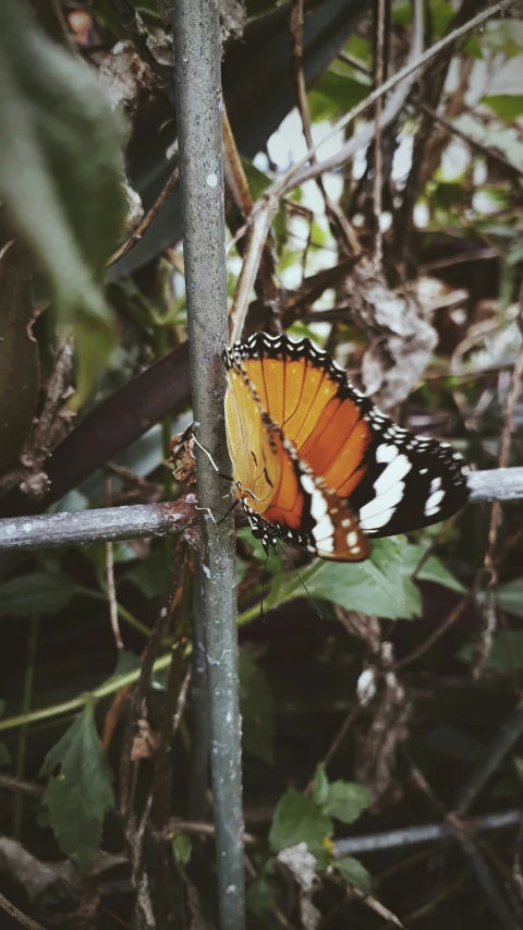 a erfly with orange and white wings sitting on top of a tree